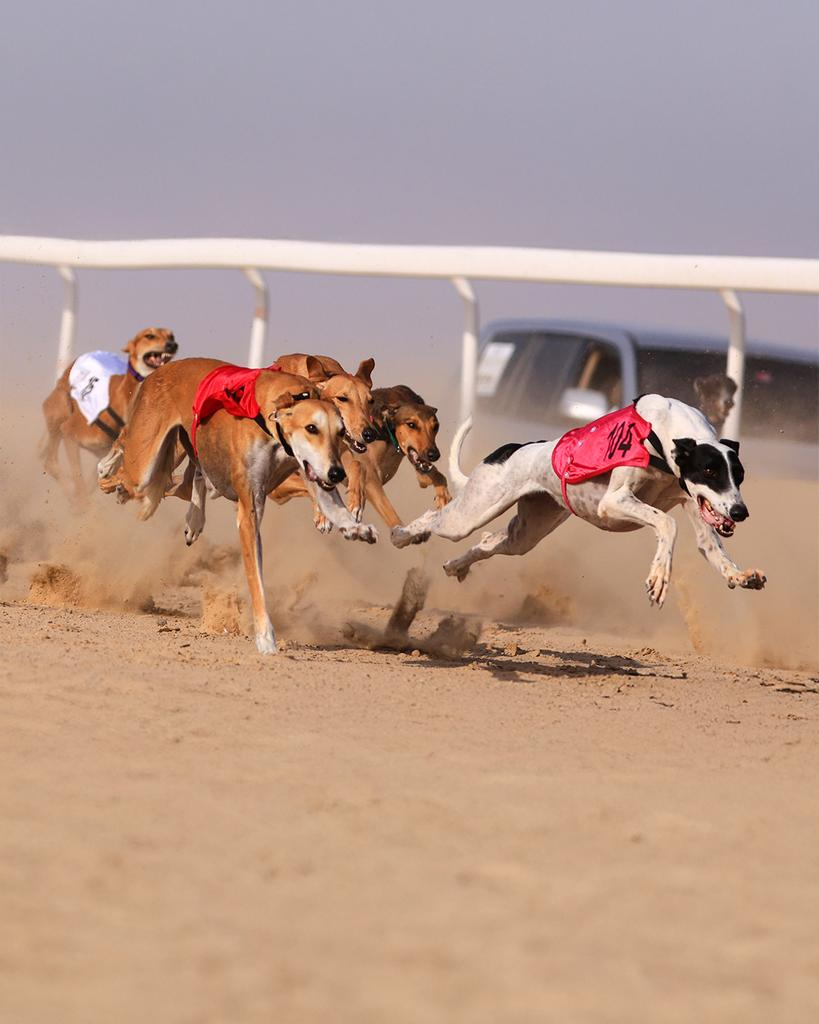 Des salukis en course sur une piste de sable ; photographie fournie avec le dossier de presse du club.