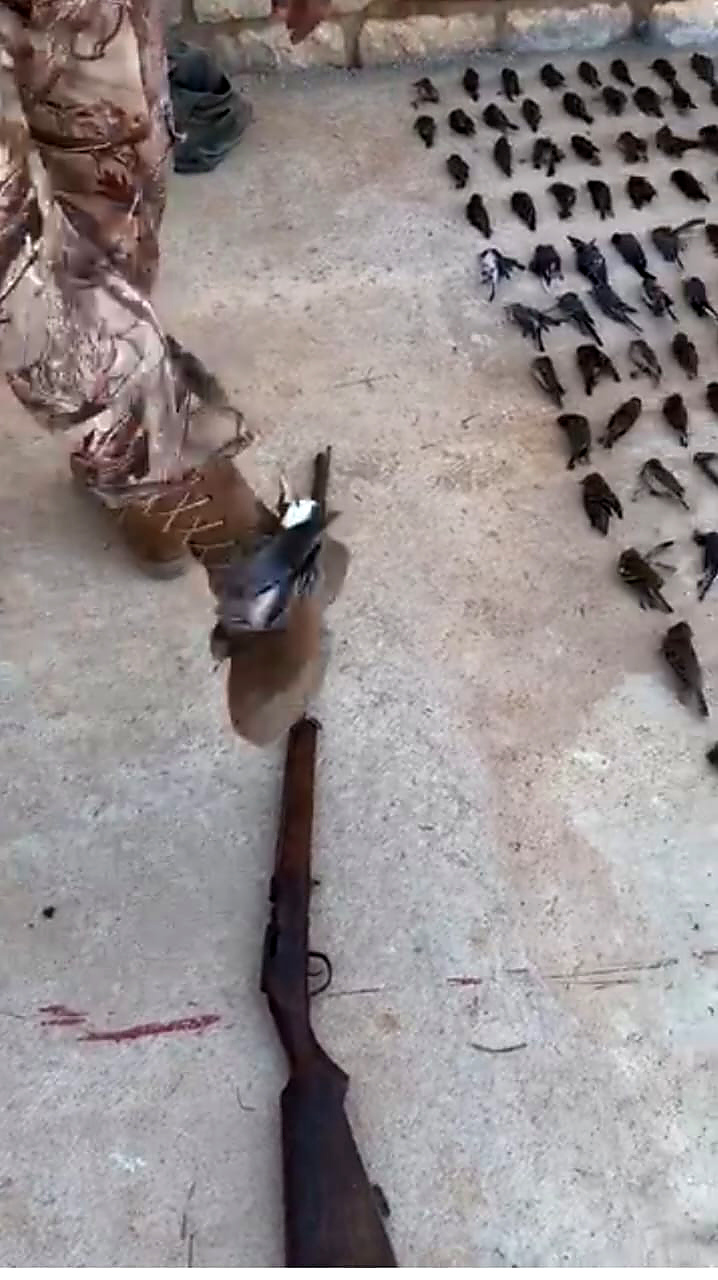 Birds on the ground and a boot next to one of them in a video frame.