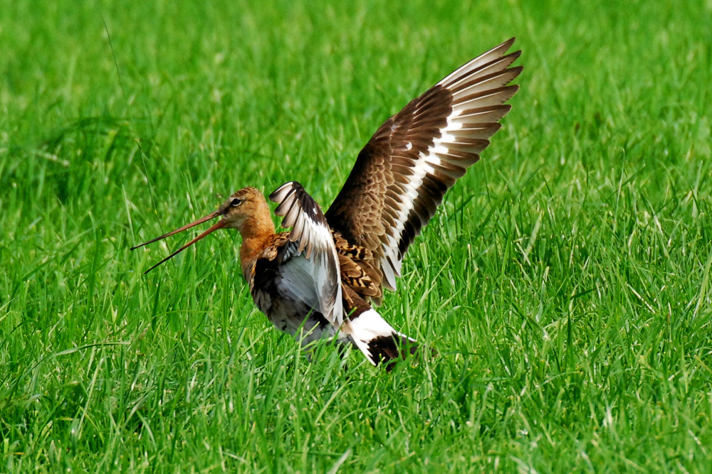 A Black-tailed Godwit in breeding plumage among green grass, with its bill open and wings raised to show broad white wing bars and a black-ended tail.
