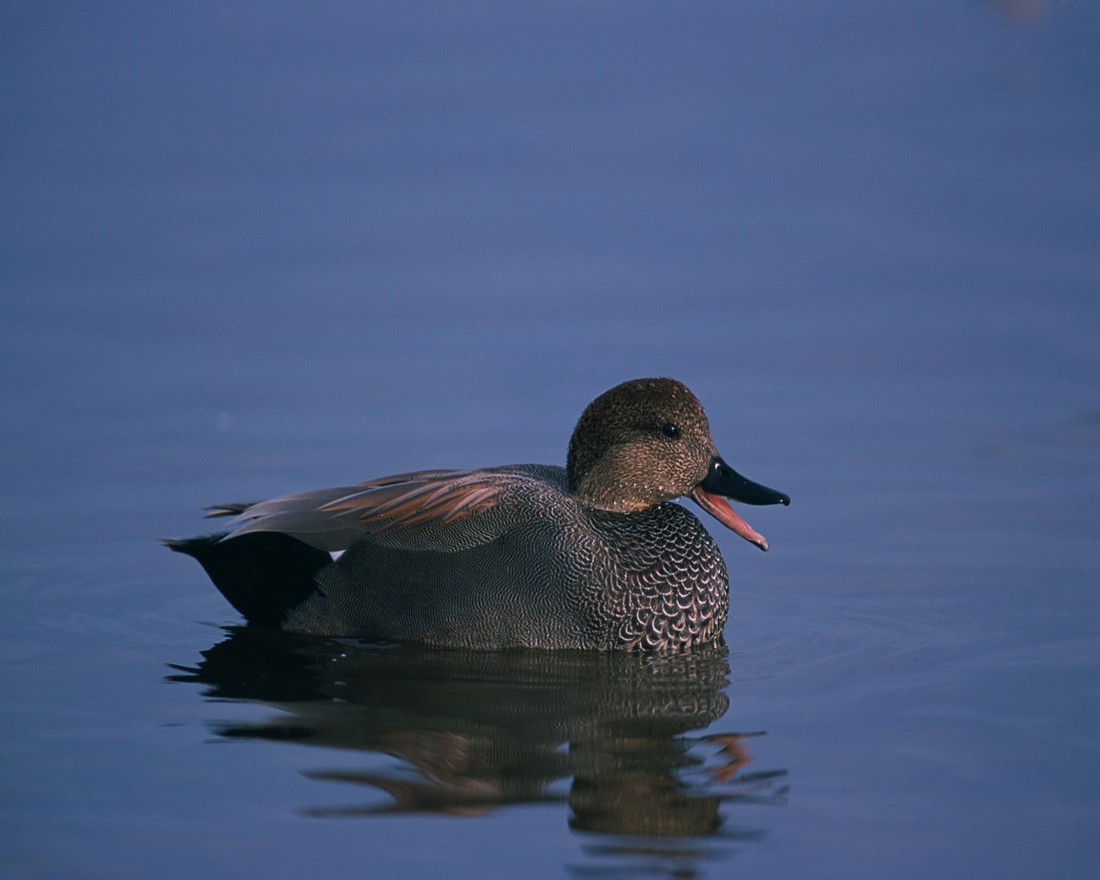 A male Gadwall with a black bill and finely patterned grey body on water.