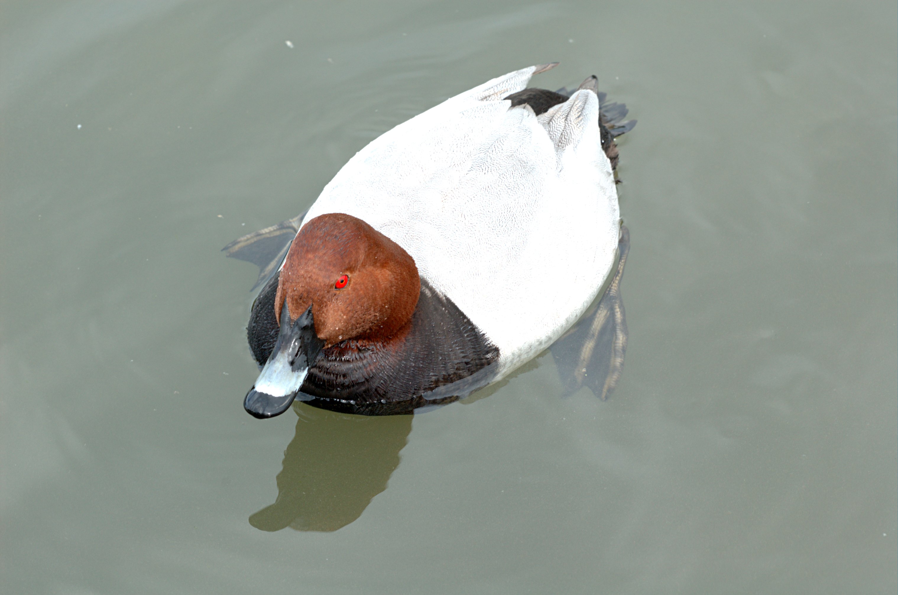 Un Fuligule milouin mâle à tête rousse, poitrine noire et corps gris nage sur l’eau.