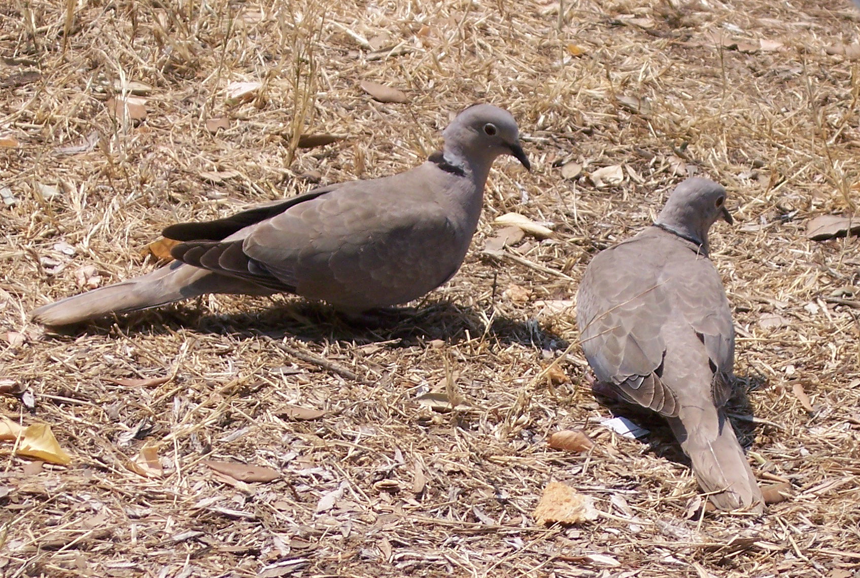 Two Eurasian Collared Doves with pale grey plumage and black hindneck collars
