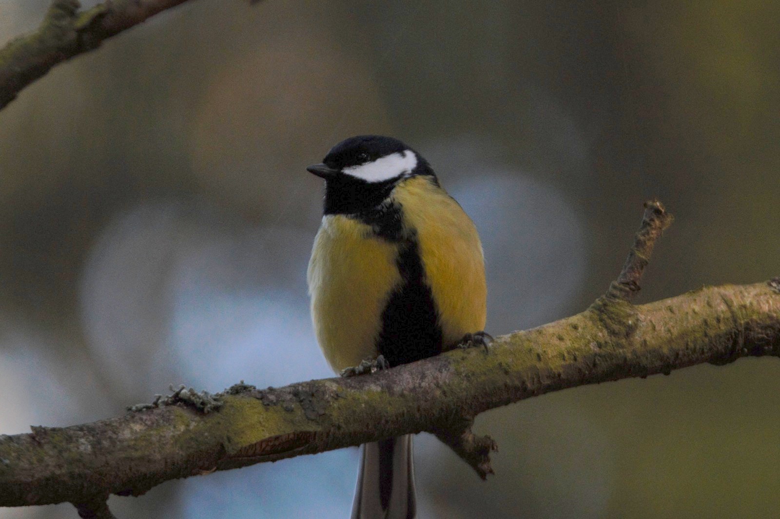 Great Tit with white cheeks, yellow underparts and a black breast stripe