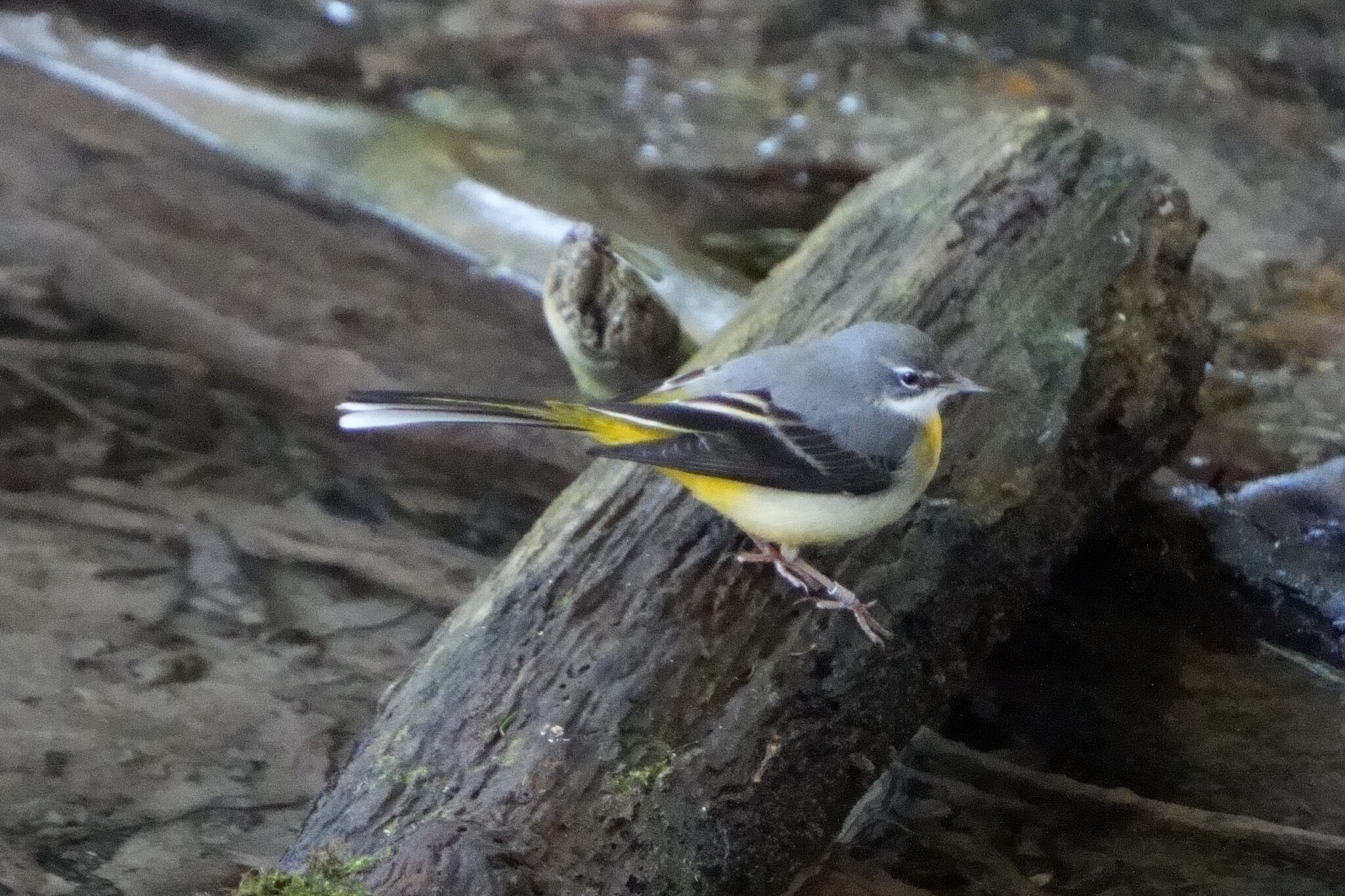 Grey Wagtail with a long tail and yellow undertail perched on a log beside water