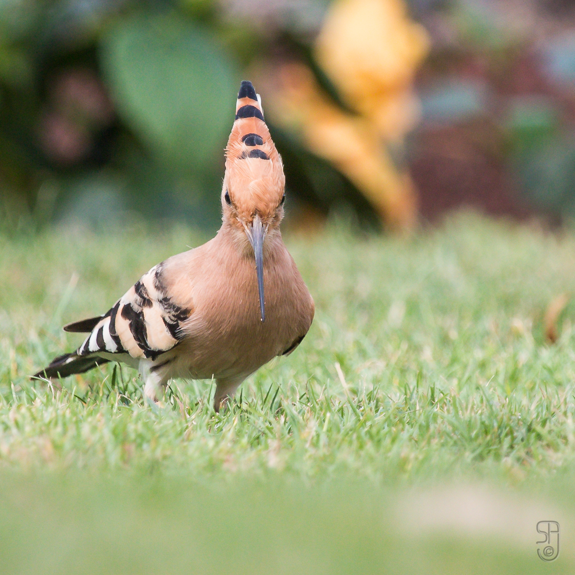 Common Hoopoe with a black-tipped crest and long bill among grasses