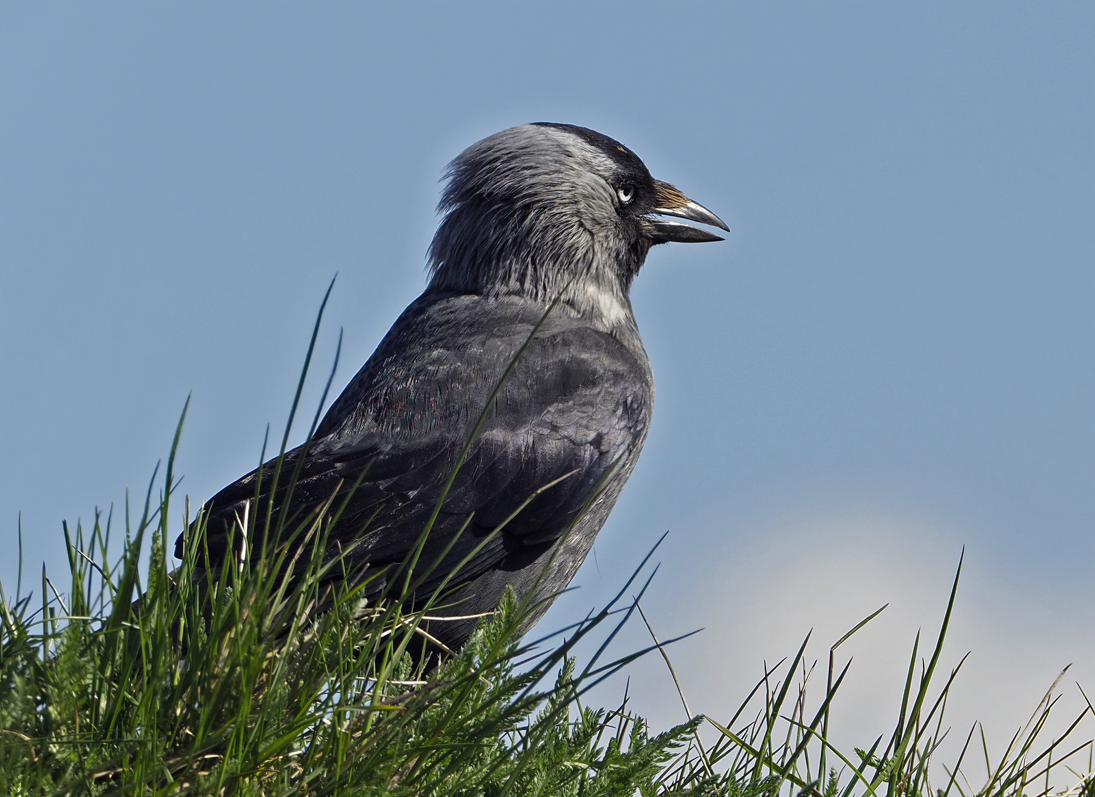 Eurasian Jackdaw with a grey nape and pale eye among grasses