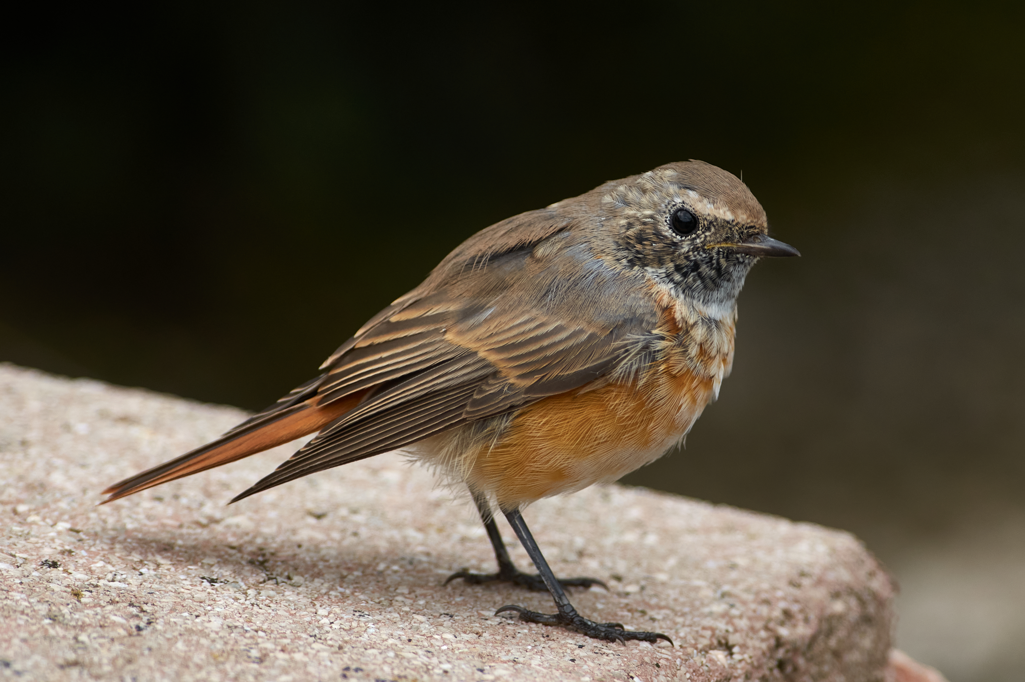 Young Common Redstart with a mottled head and rusty tail