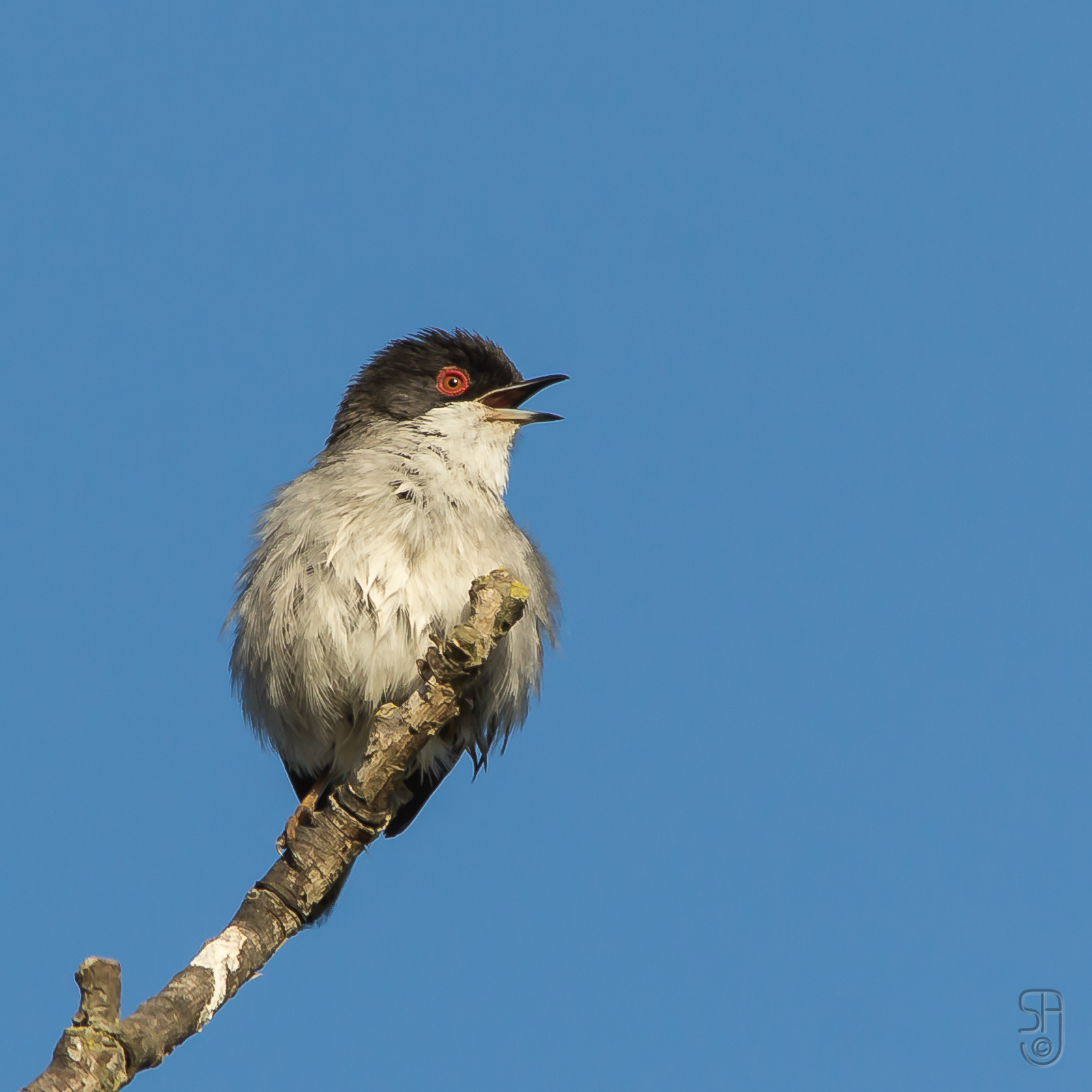 Sardinian Warbler with a black head, red eye ring and white throat perched on a branch
