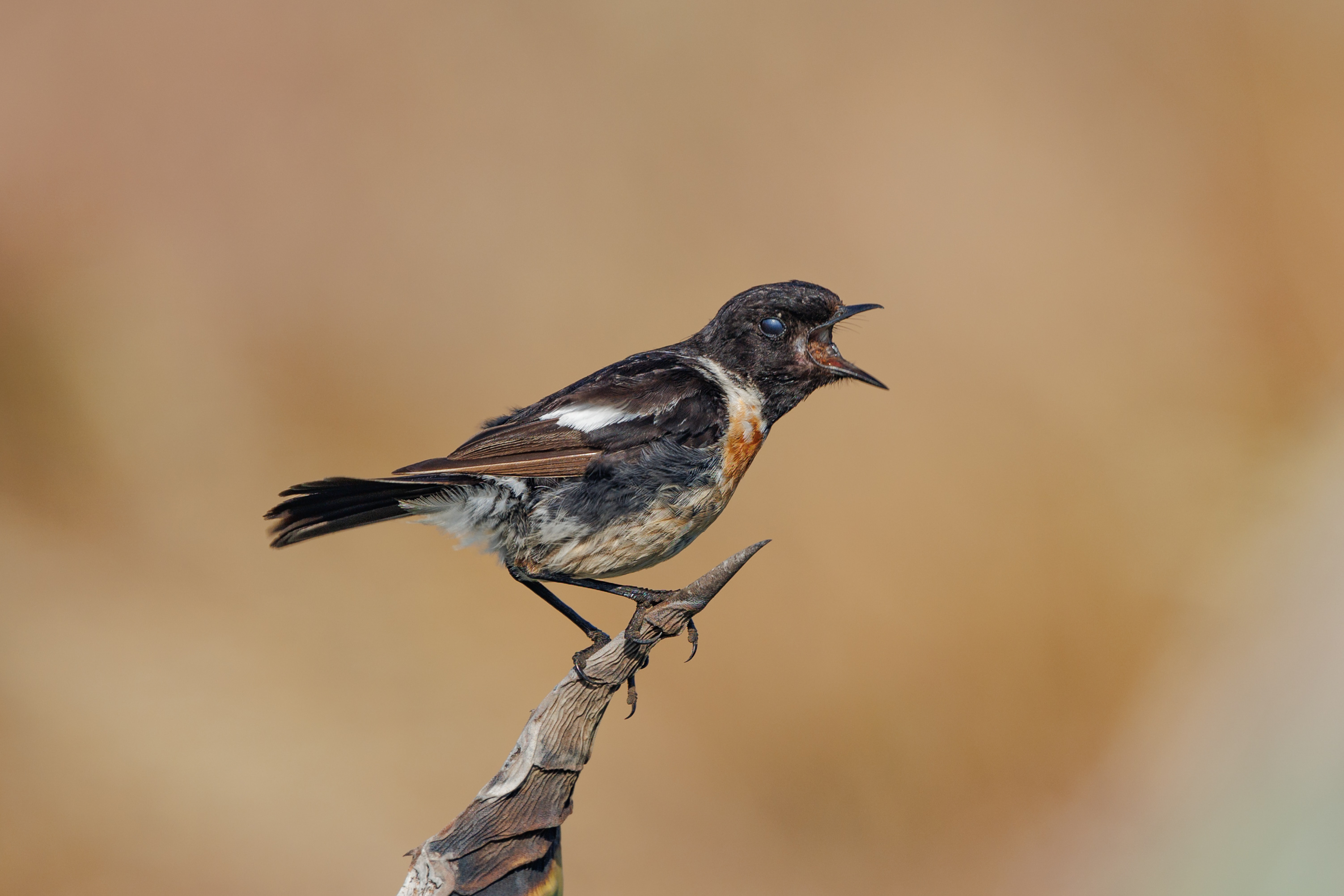 European Stonechat perched with its bill open, dark head and white neck-side patch