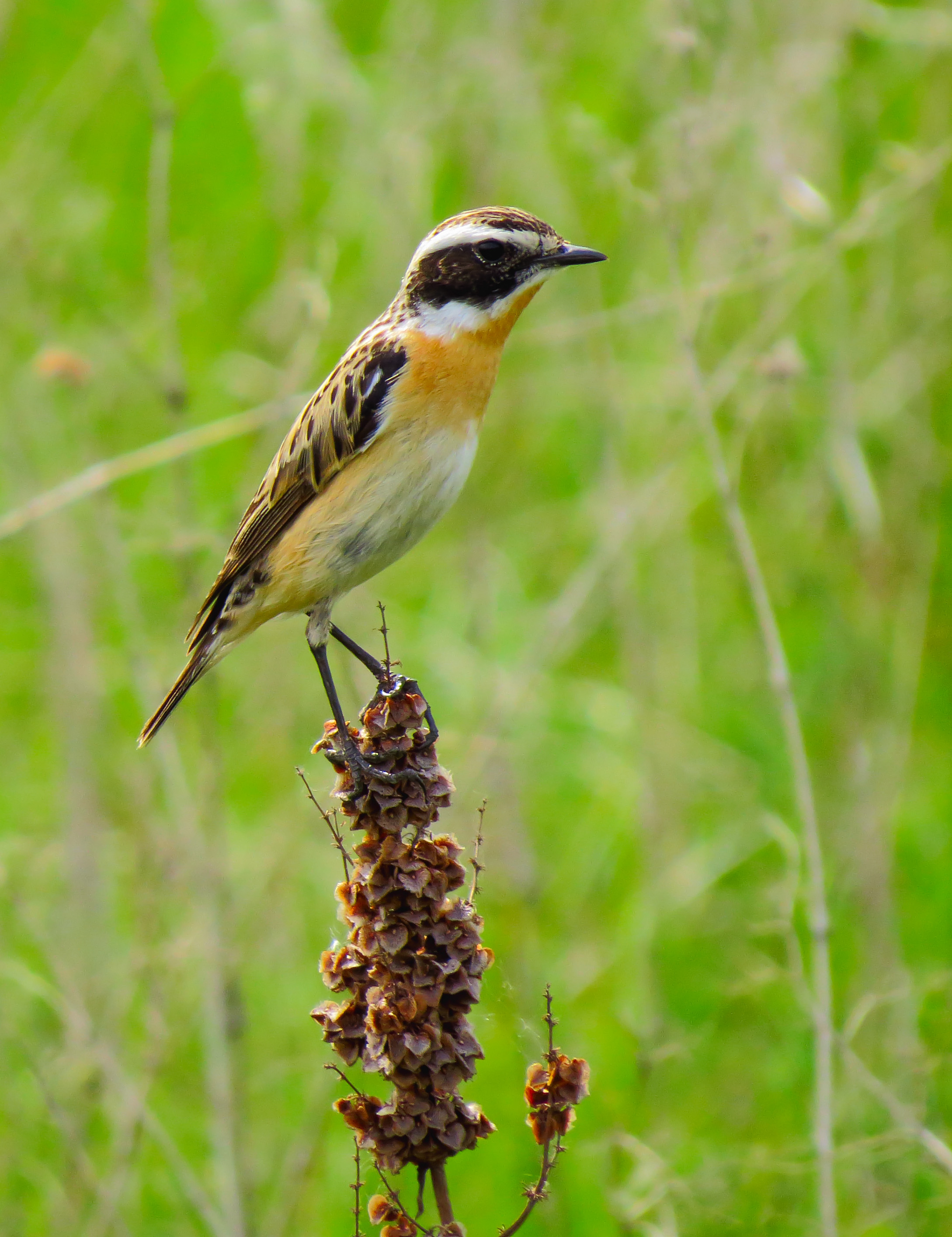 Whinchat with a broad white eyebrow and orange breast perched on a plant stem