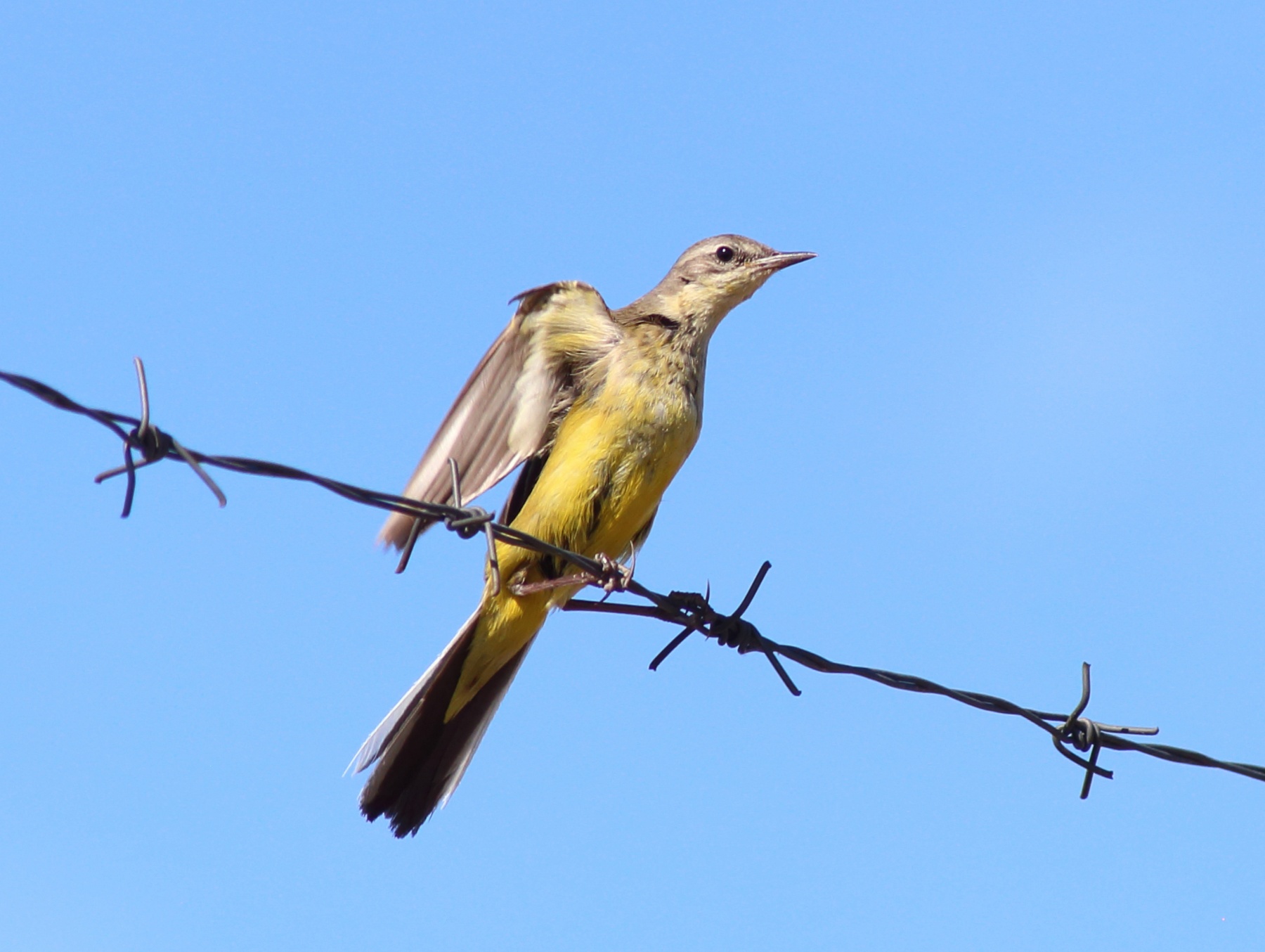 Bergeronnette printanière étirant une aile sur une clôture, le dessous jaune visible