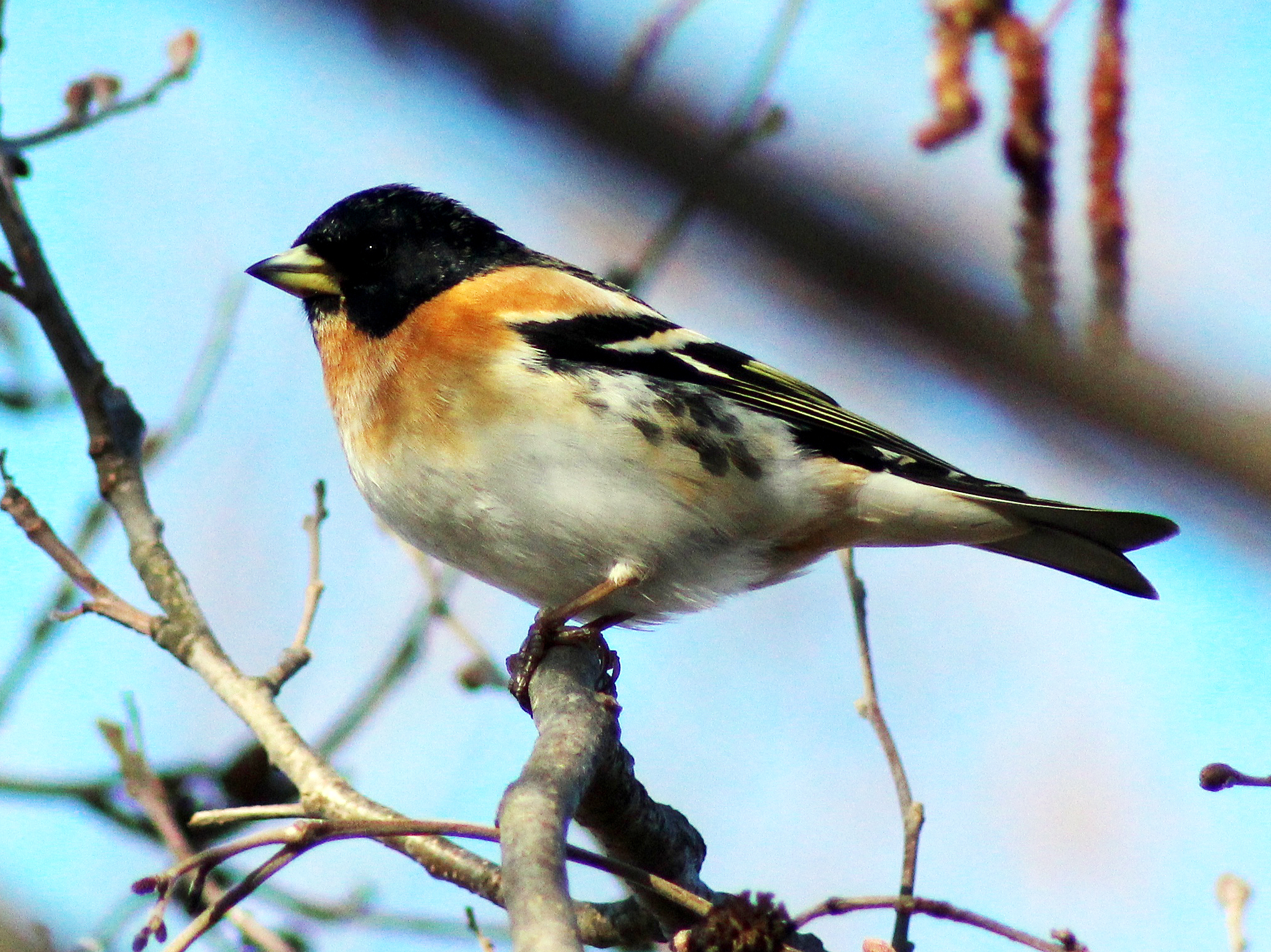 Male Brambling with black head and orange breast perched on a branch