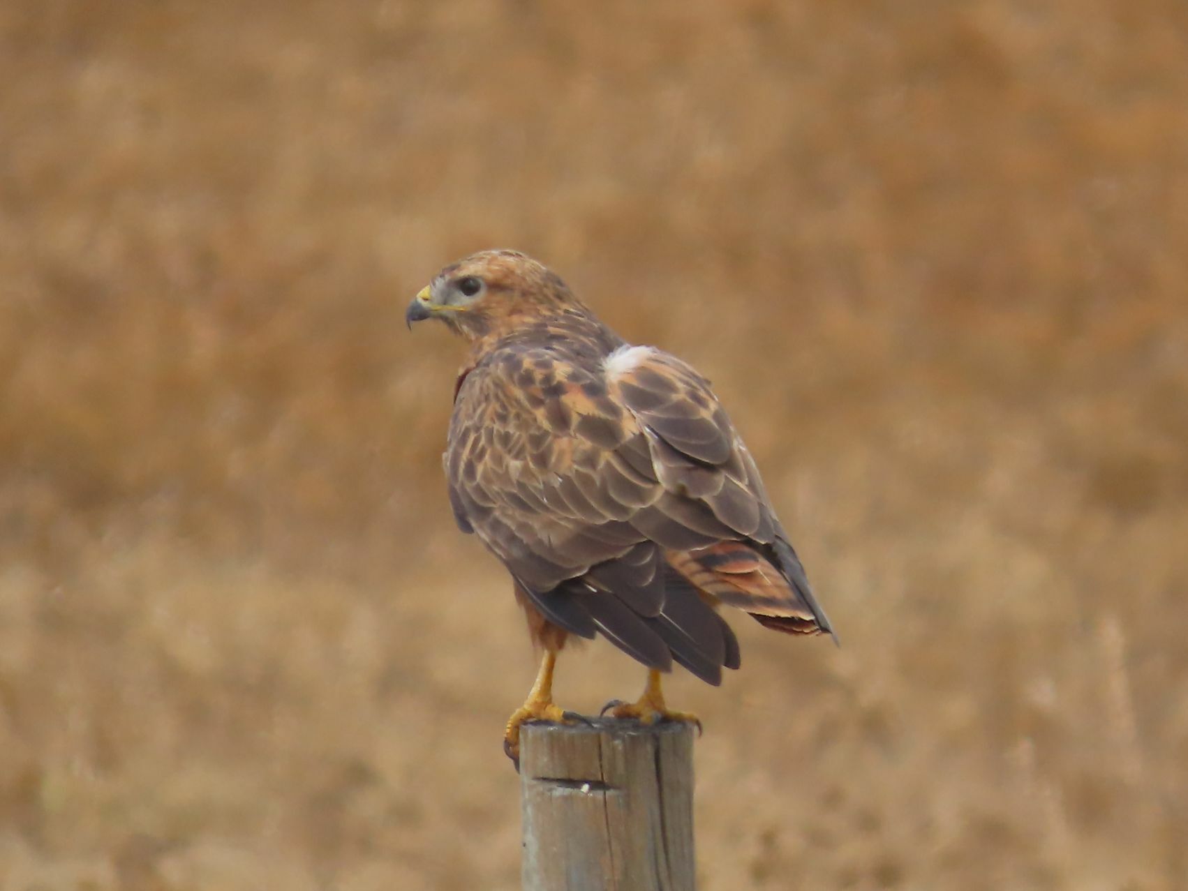 Common Buzzard perched on a post in open country