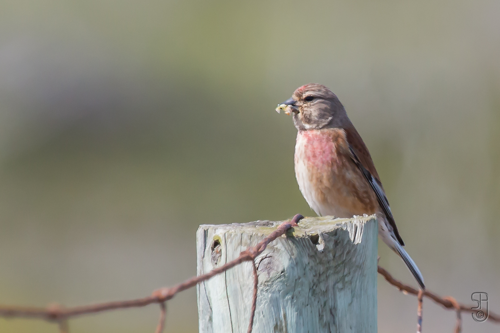 Male Common Linnet with reddish breast perched on a wooden post