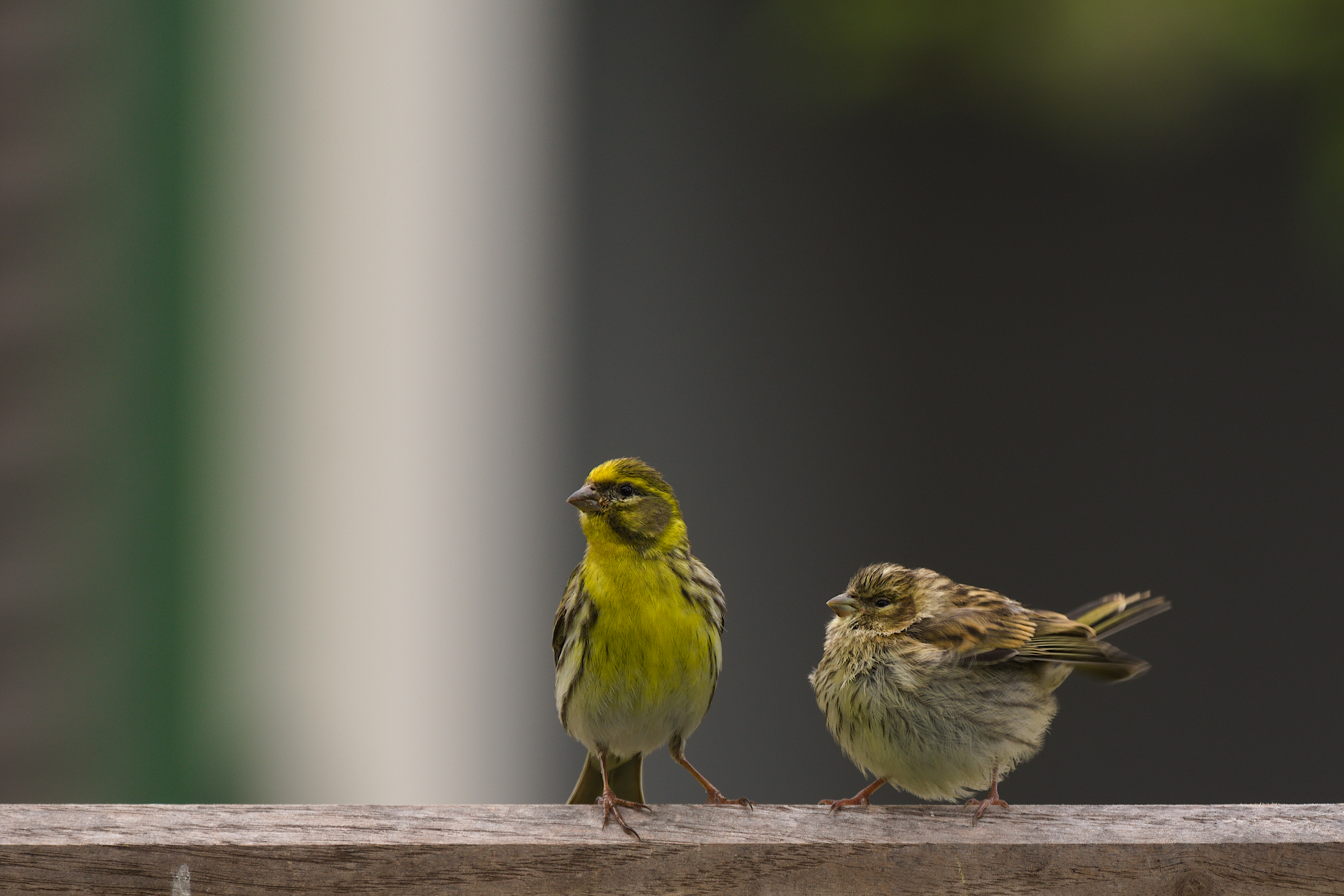 Serin cini mâle auprès d’un juvénile de la même espèce