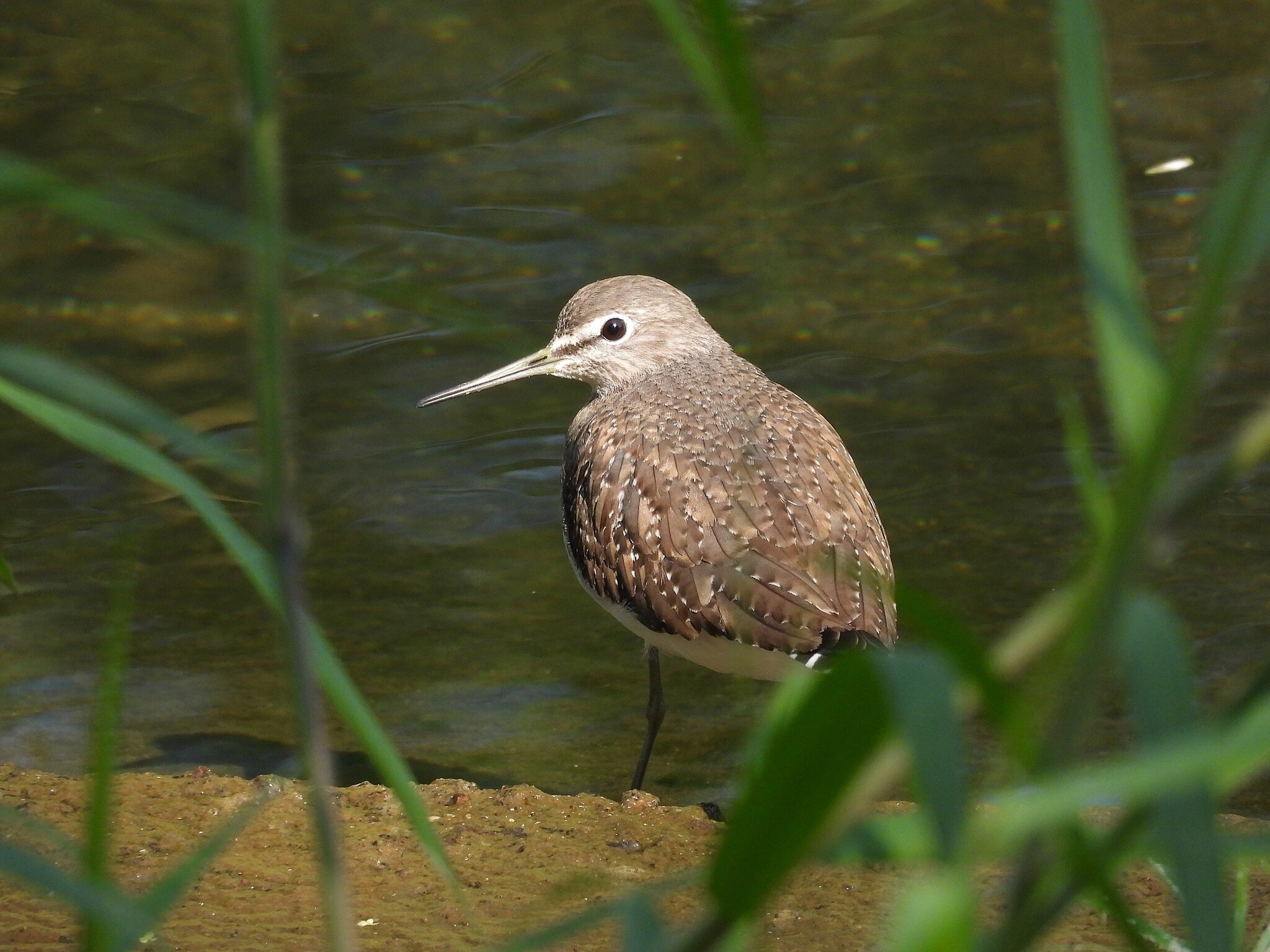 Green Sandpiper standing at the water’s edge