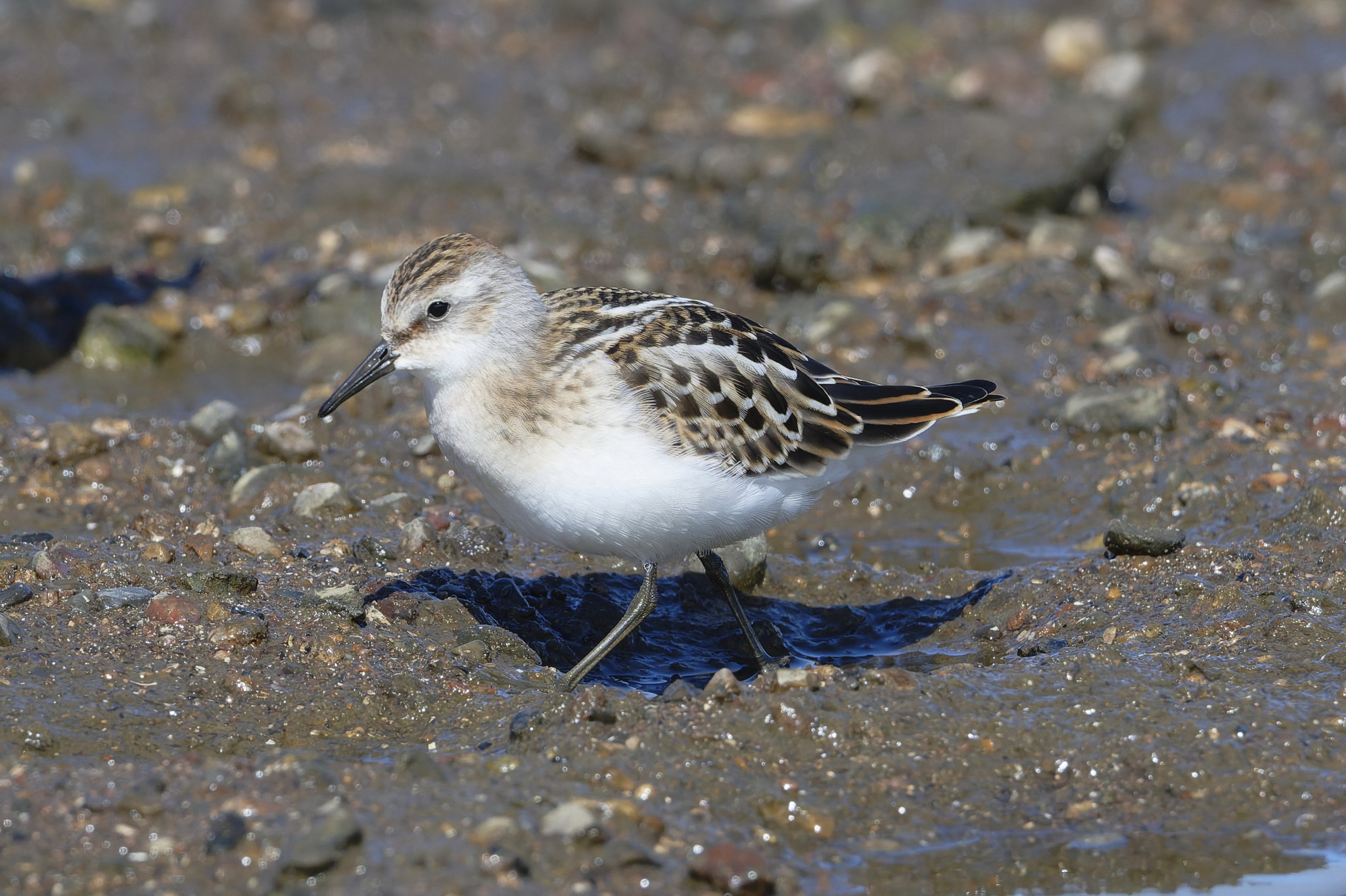 Bécasseau minute en plumage juvénile sur une rive vaseuse