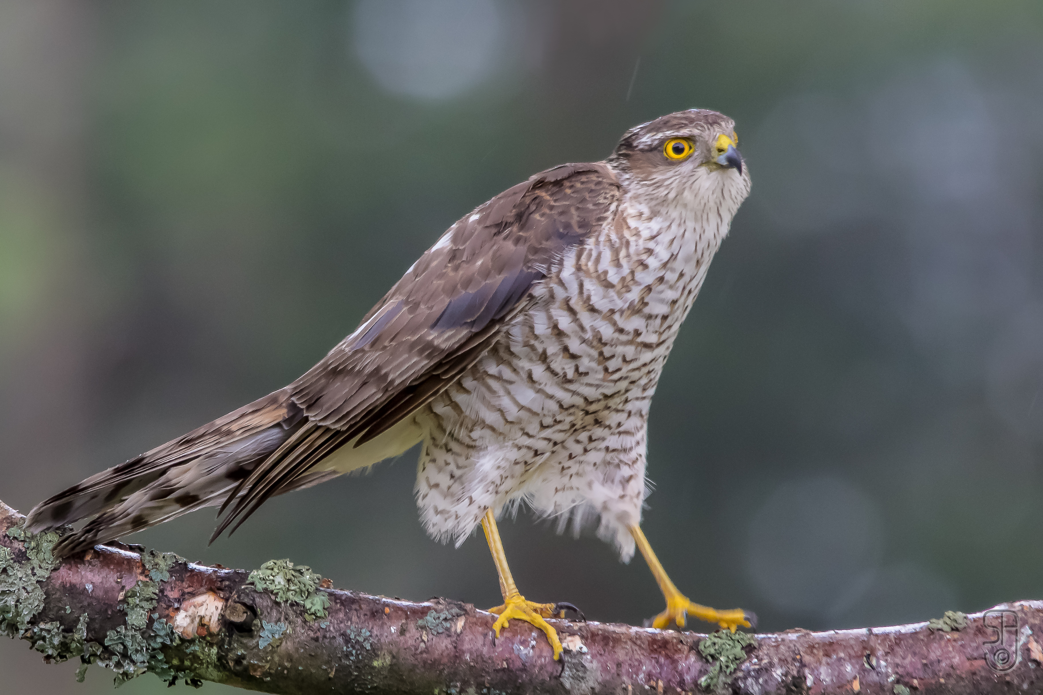 Eurasian Sparrowhawk on a branch, showing barred underparts and a long tail
