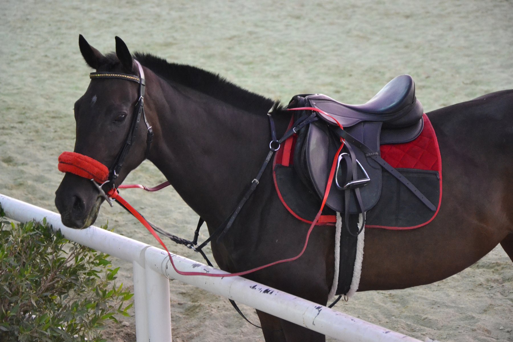 Un cheval sombre avec une selle et un harnachement rouge dans un club équestre de Riyad en 2011.