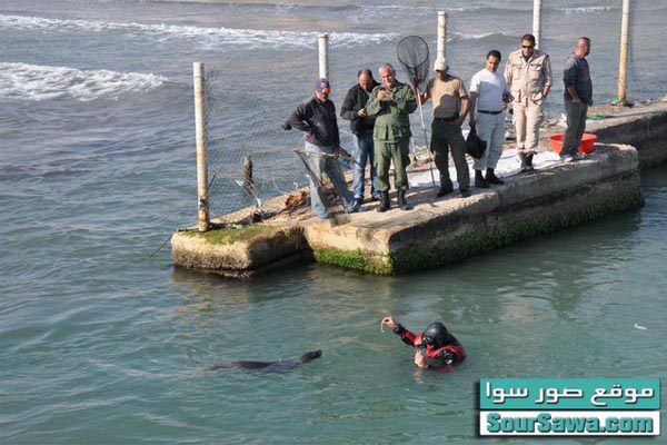 صور سوا