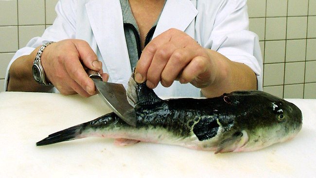 779151-fugu