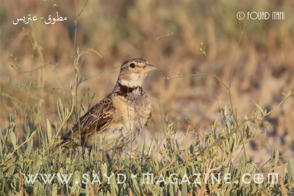 عتريس