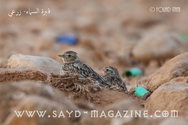 قبرة السماء