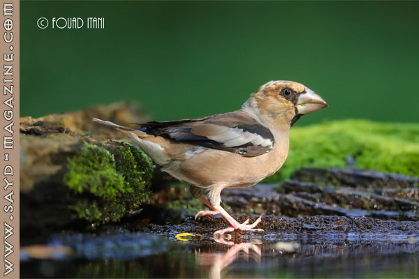 صورة أرشيفية ضمن مقال: الصياد لا يقنص : شرشور الكرز coccothraustes coccothraustes — مجلة صيد