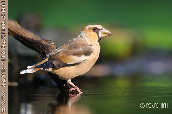 صورة أرشيفية ضمن مقال: الصياد لا يقنص : شرشور الكرز coccothraustes coccothraustes — مجلة صيد