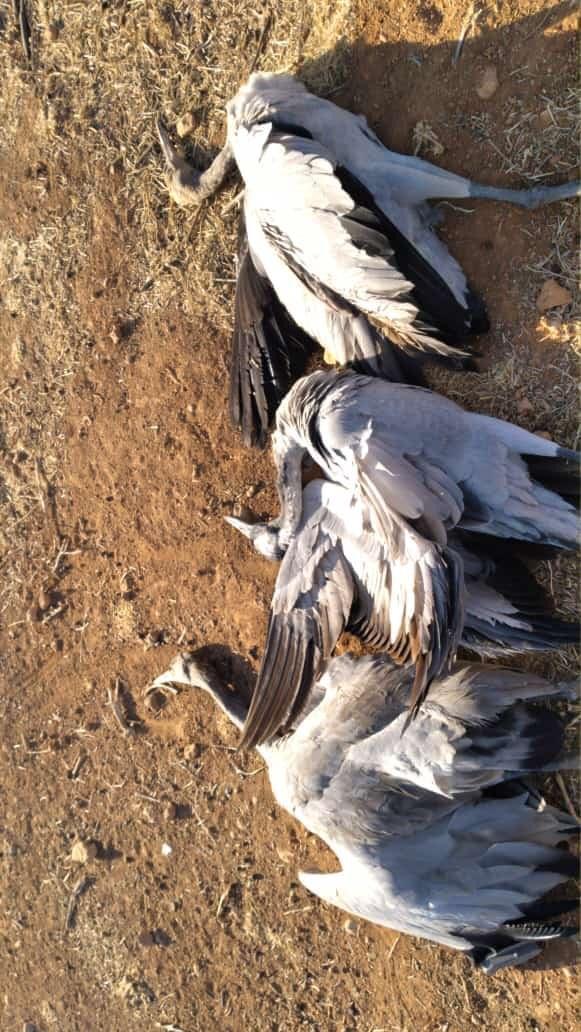 صورة أرشيفية ضمن مقال: اللي ما يعرف الصقر يشويه — مجلة صيد