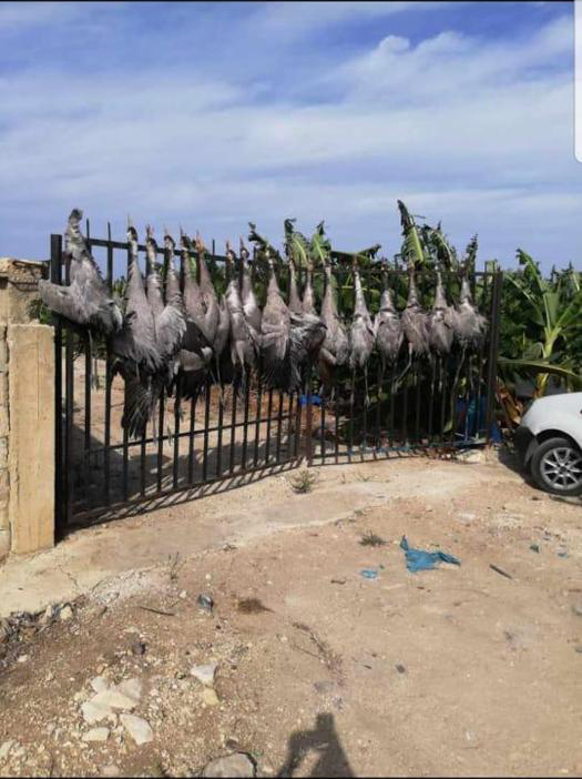 صورة أرشيفية ضمن مقال: اللي ما يعرف الصقر يشويه — مجلة صيد