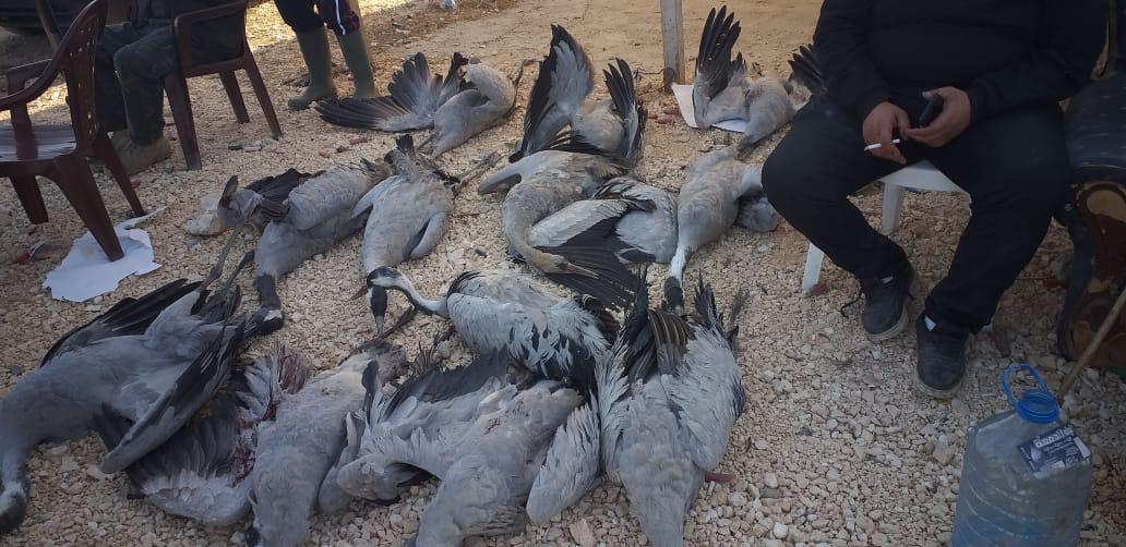 صورة أرشيفية ضمن مقال: اللي ما يعرف الصقر يشويه — مجلة صيد