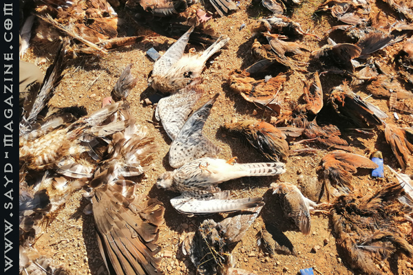 صورة أرشيفية ضمن مقال: الصيد الجائر دمار لهواية الصيد.. إحذروا الشباك والدّبق وصيد الليل — مجلة صيد
