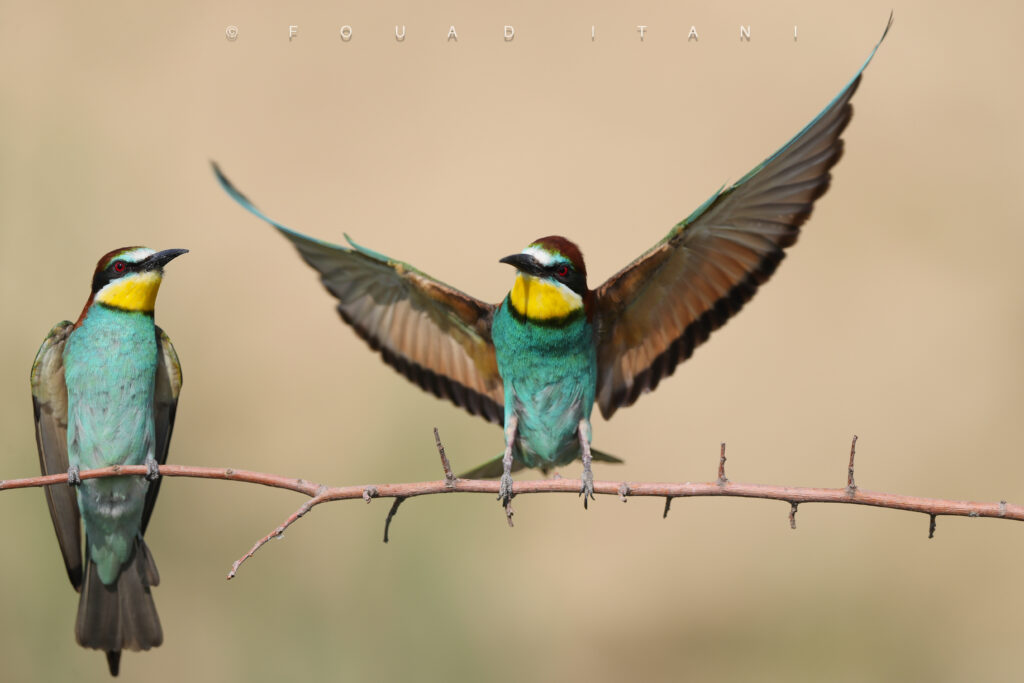 Two birds on a branch, one with its wings spread