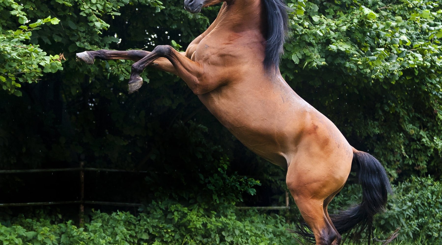 A bay horse rearing in a green pasture.