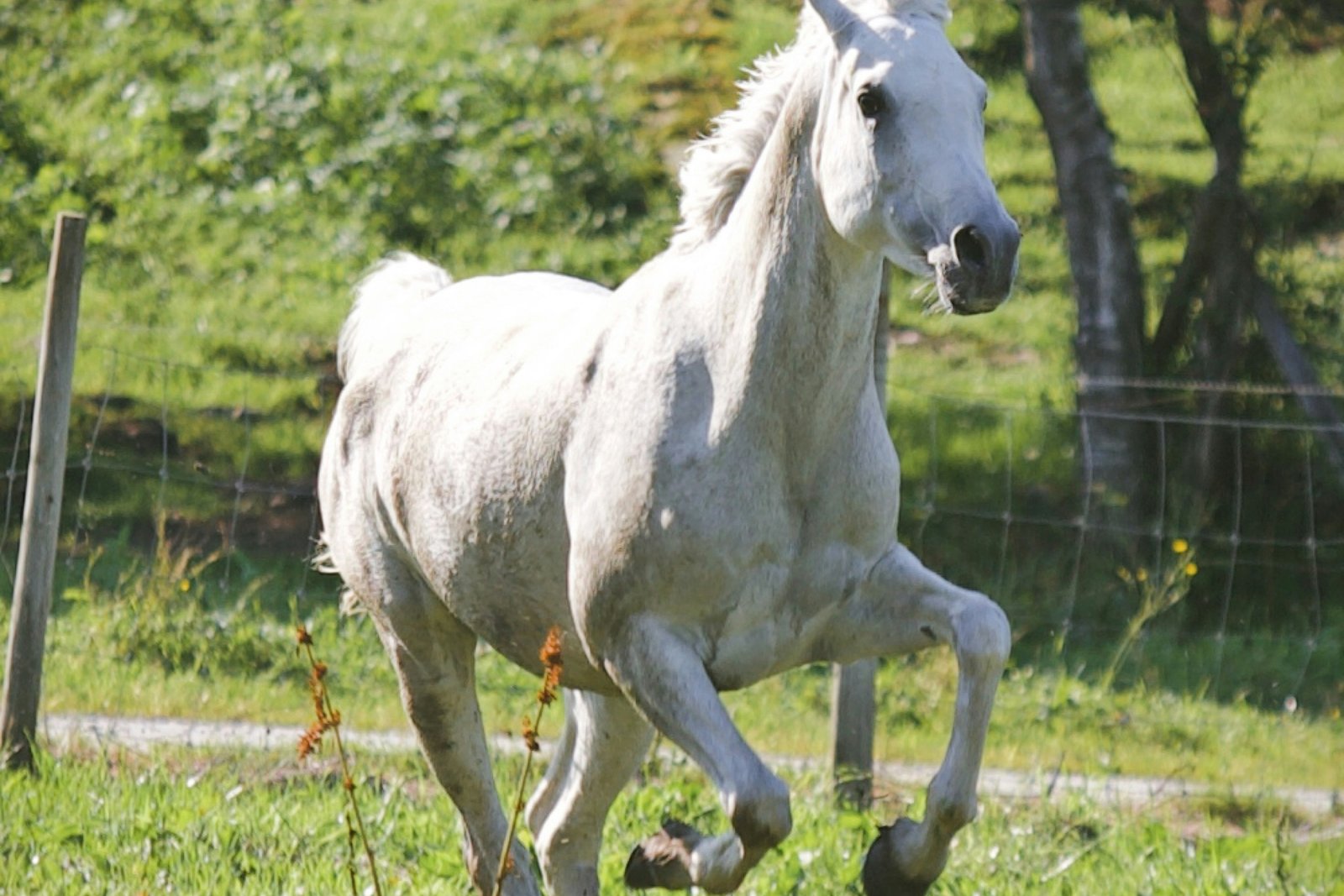 A white horse galloping across open pasture.
