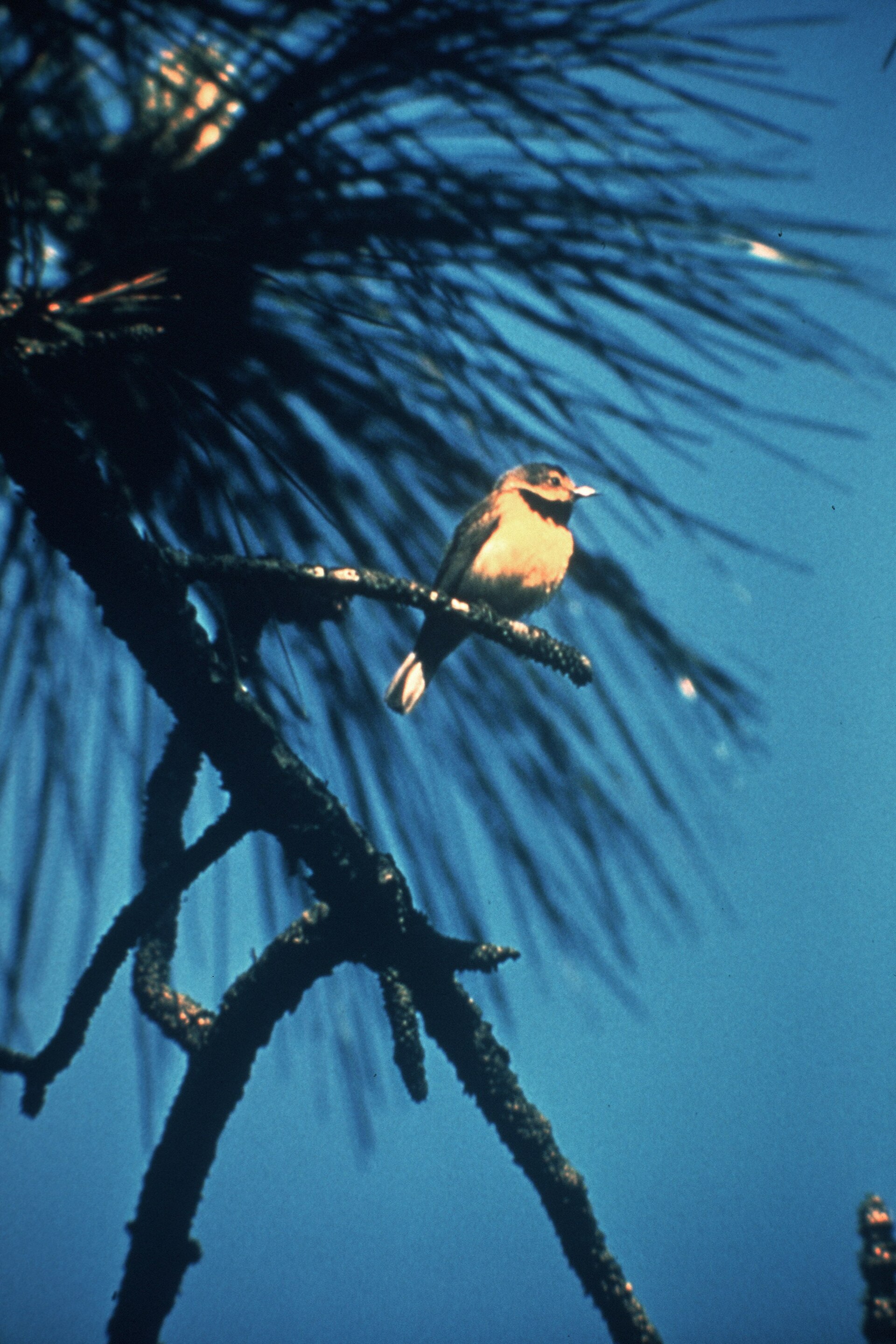 Male Bachman’s Warbler