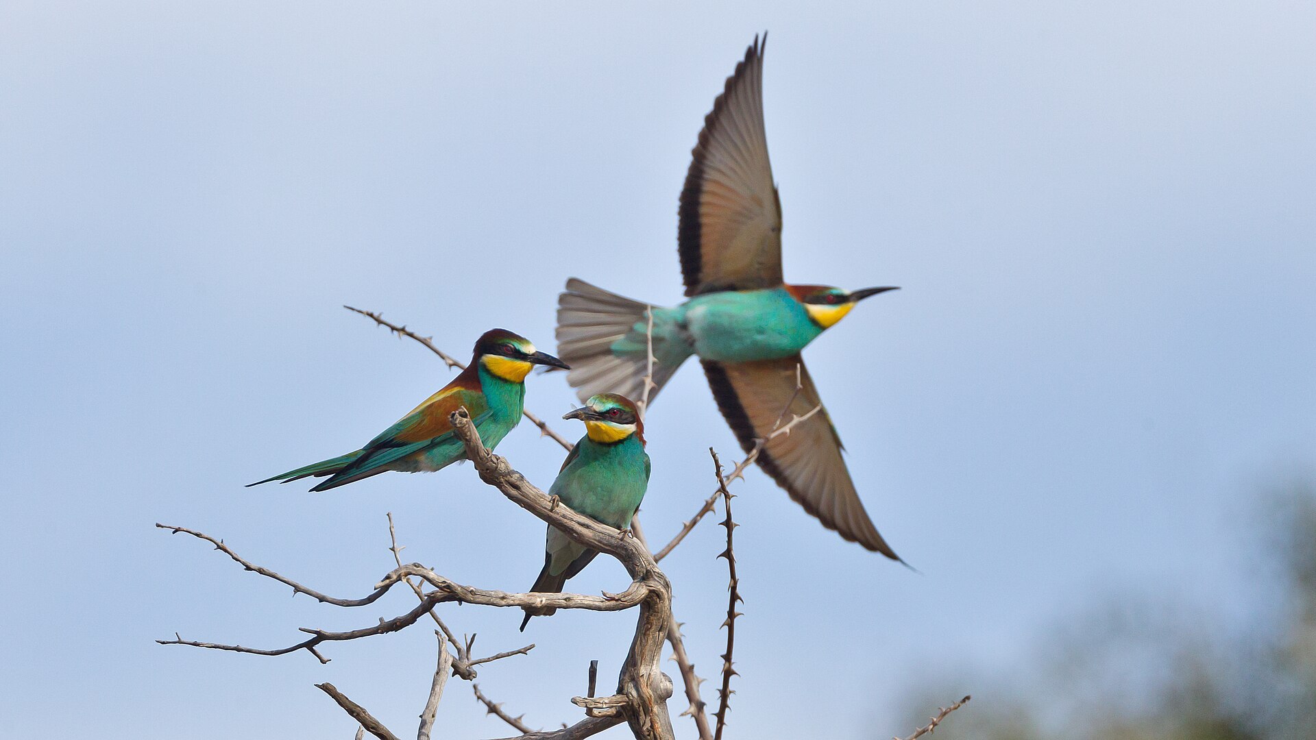 Migratory European bee-eaters on a thorny branch