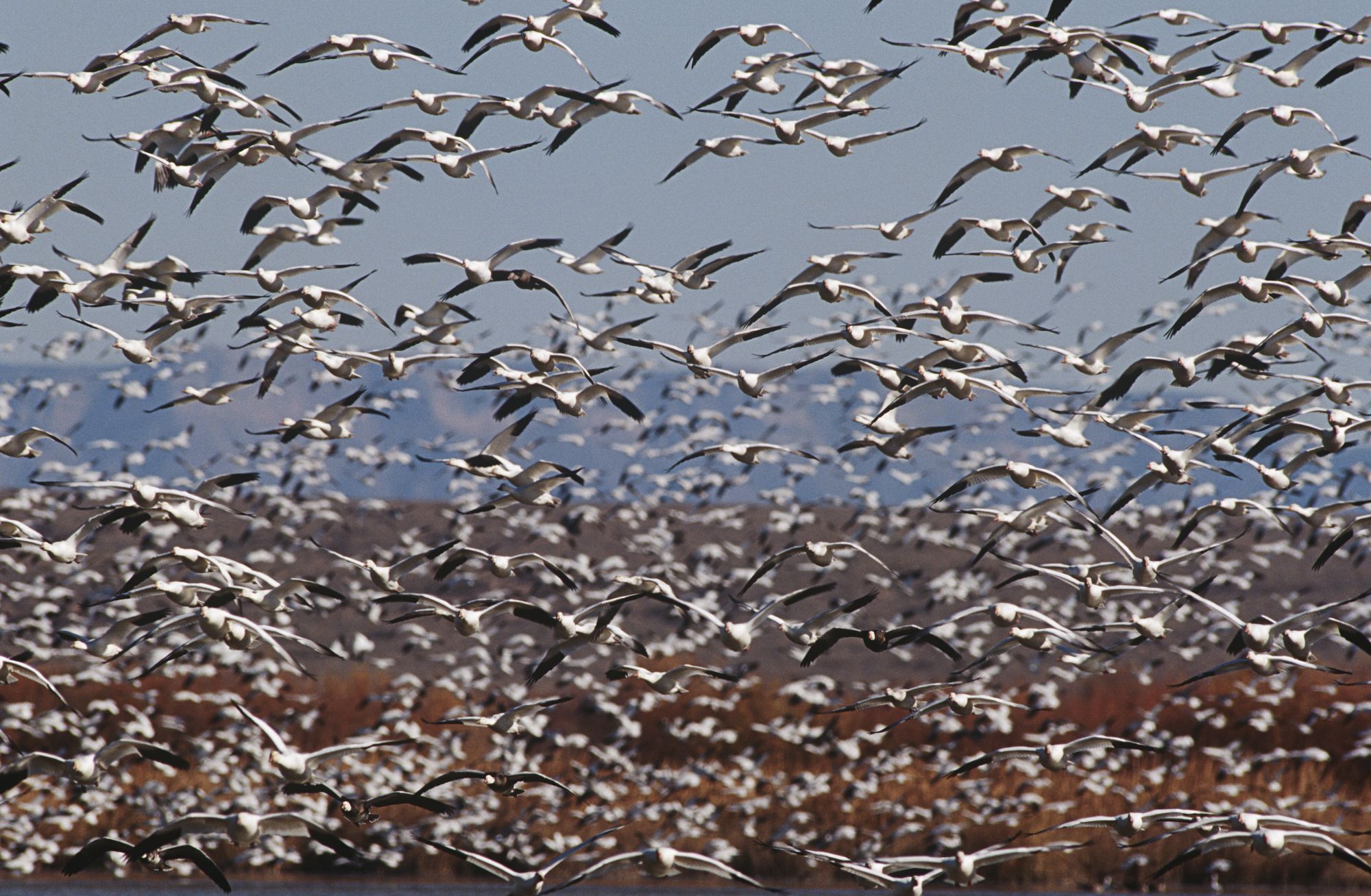 A large flock of migratory birds crossing a wetland