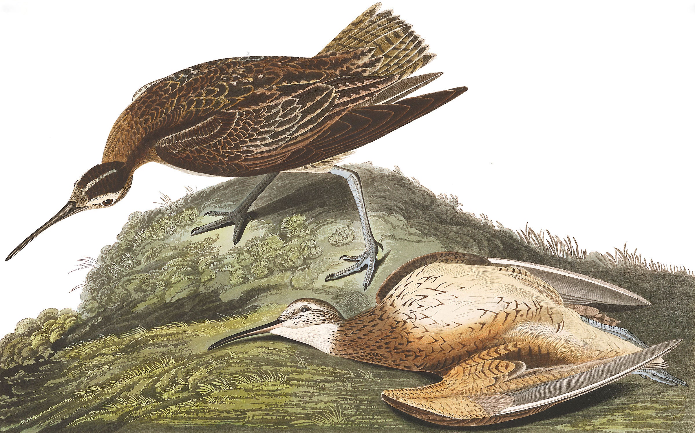 Eskimo Curlew, Audubon Plate 208