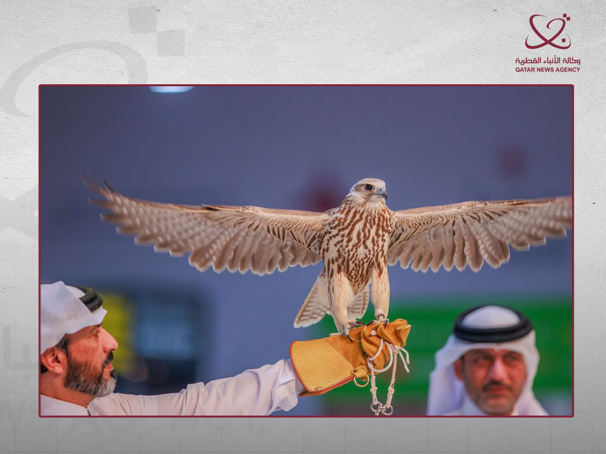 A falcon spreads its wings on a falconer’s hand during a delegation’s walk among the exhibition stands.