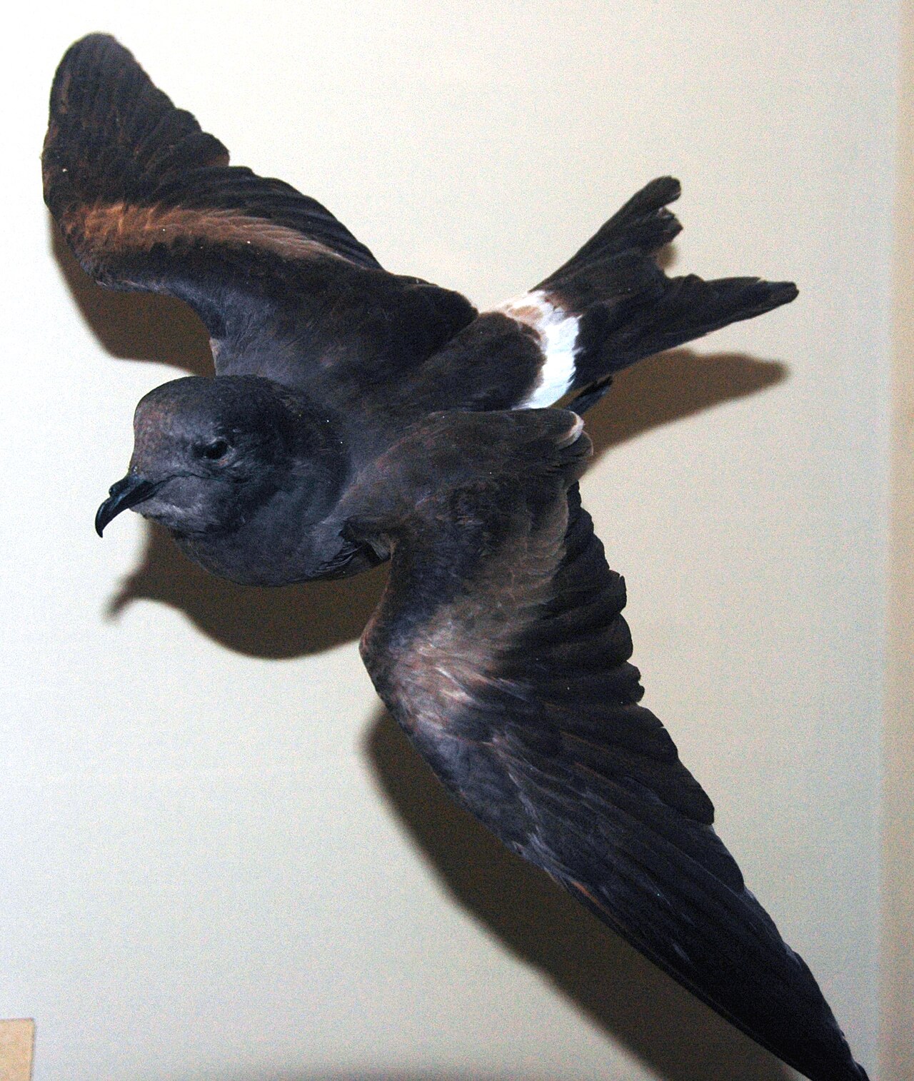 Guadalupe Storm-petrel mount, Field Museum