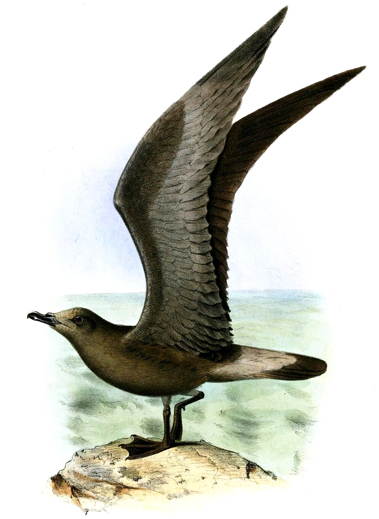 Jamaican Petrel, illustration by Joseph Smit