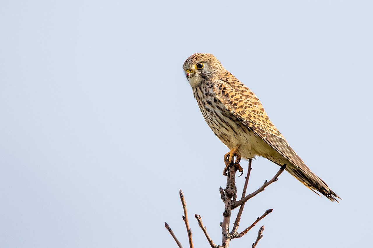 Faucon crécerelle