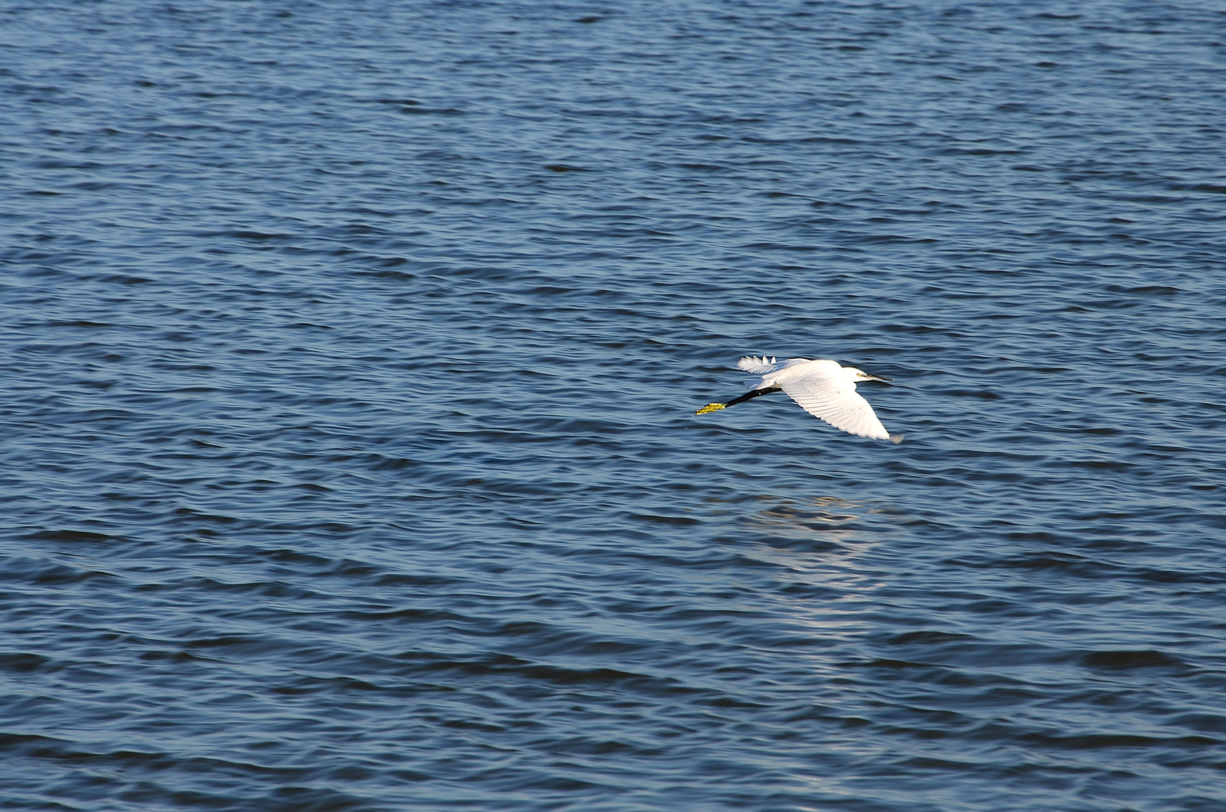 Little Egret over Narta Lagoon, Albania