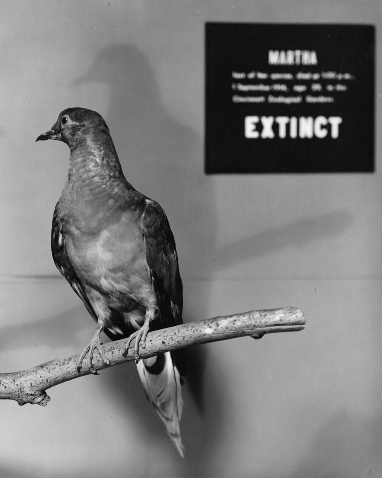 Martha, the last passenger pigeon