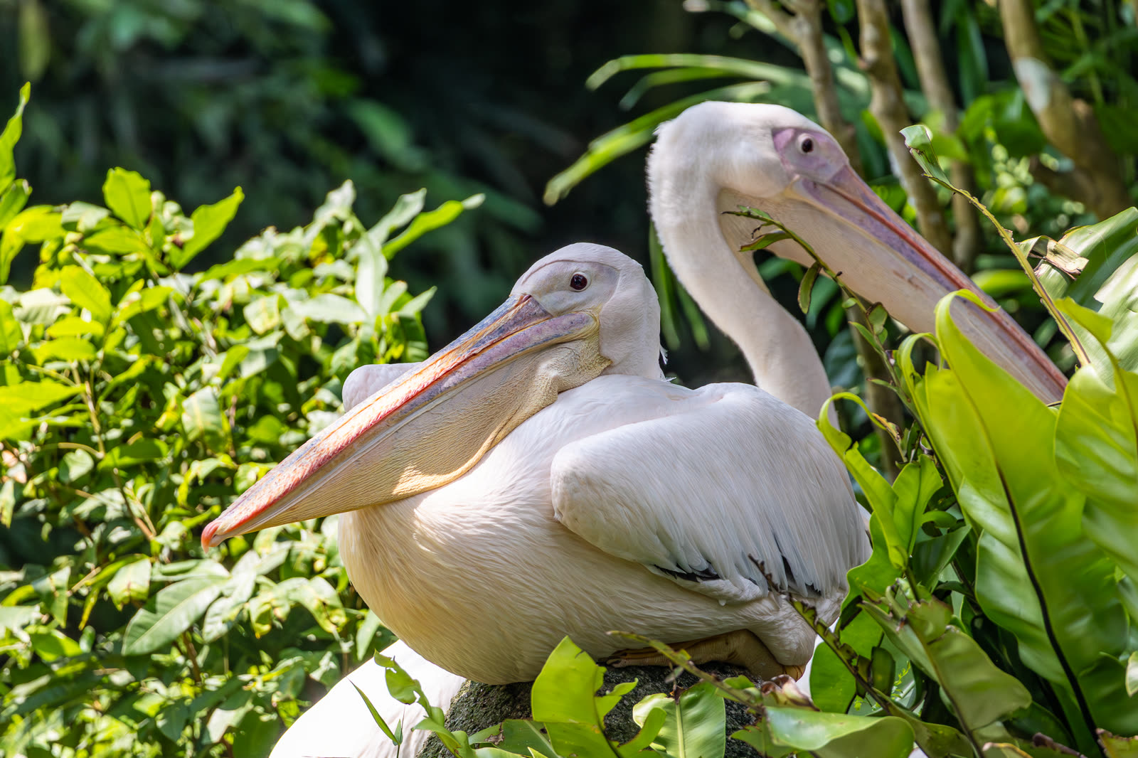 البجع الأبيض الكبير — Great White Pelican