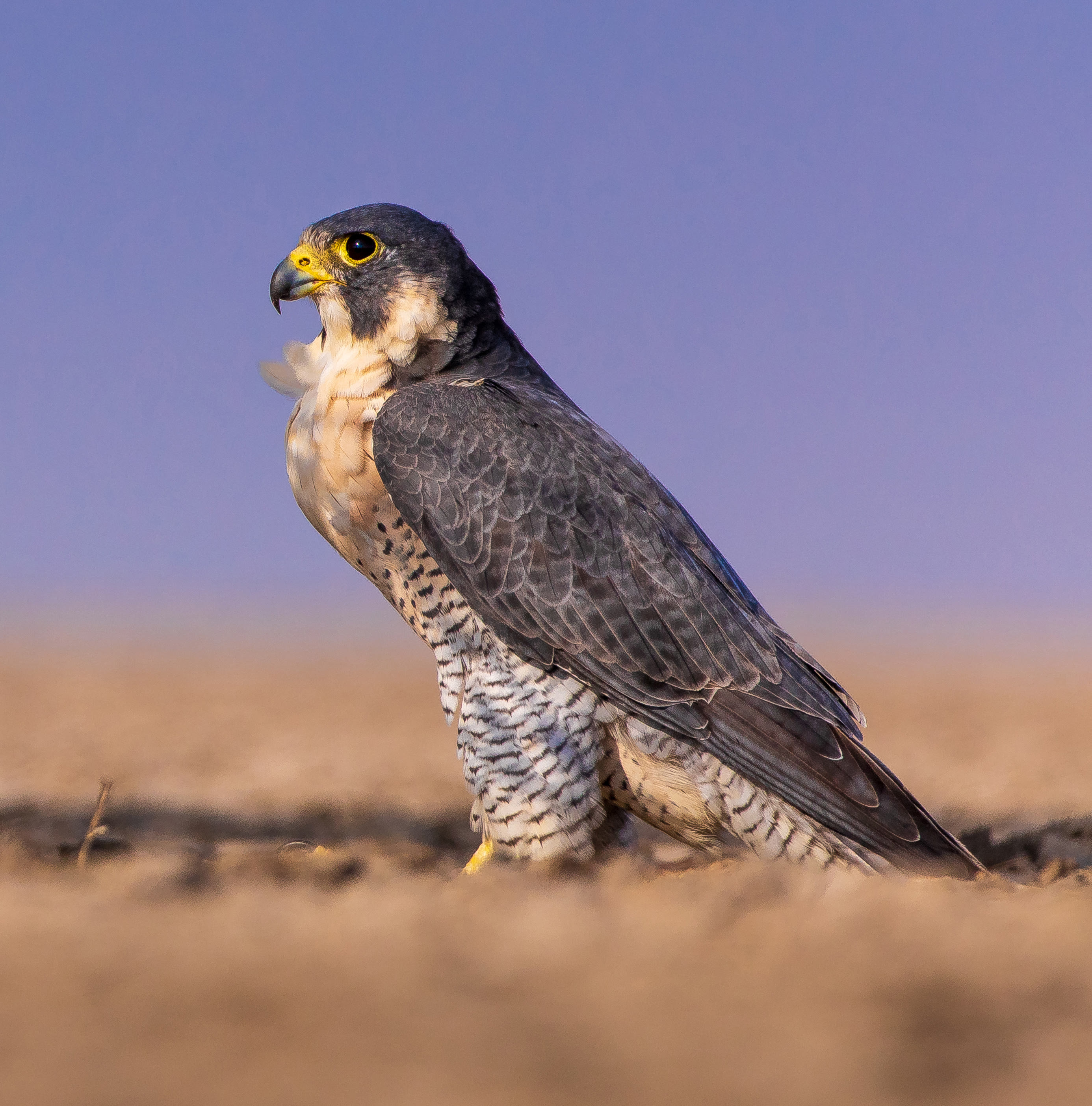 Peregrine falcon