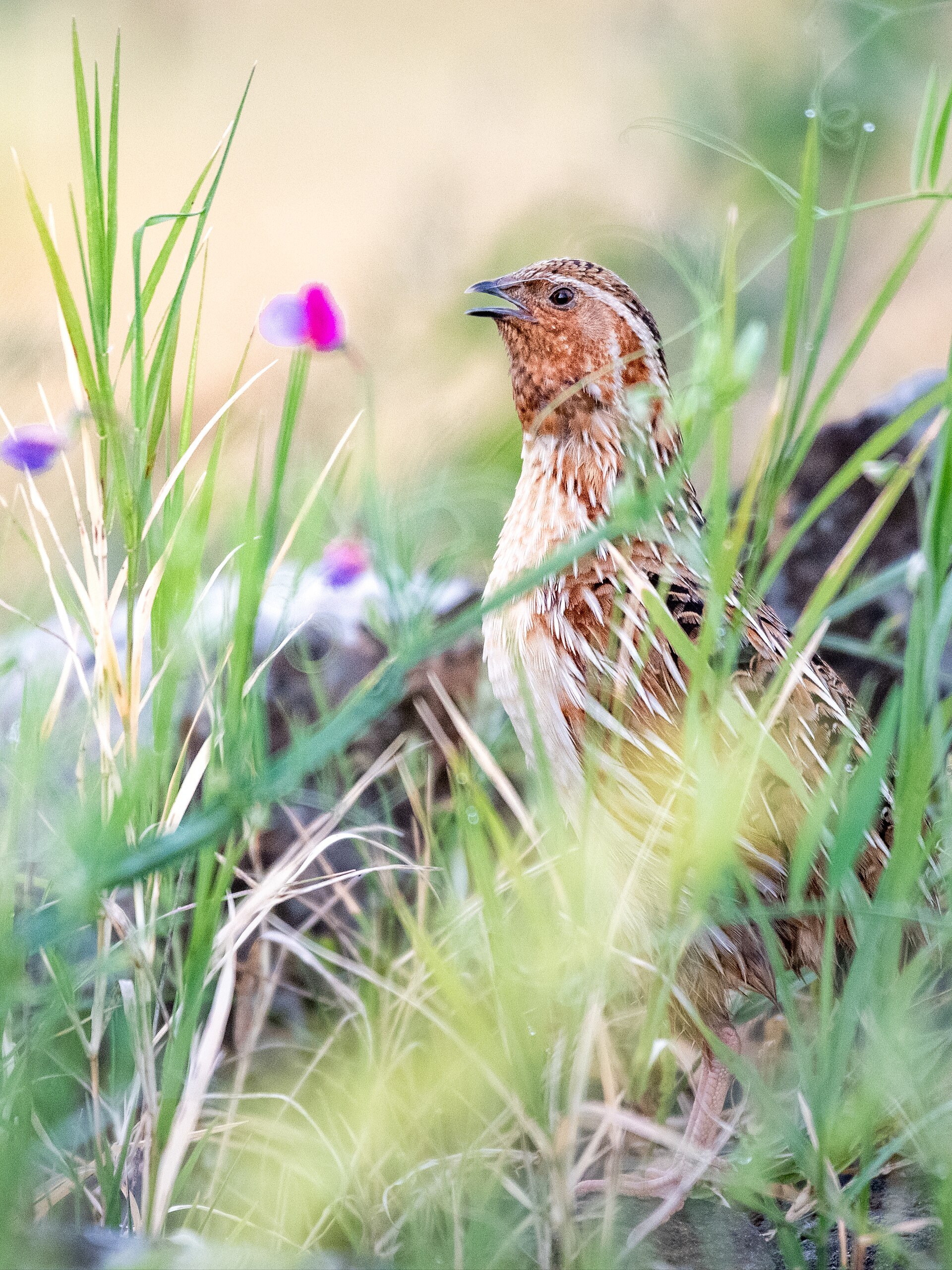 Common quail