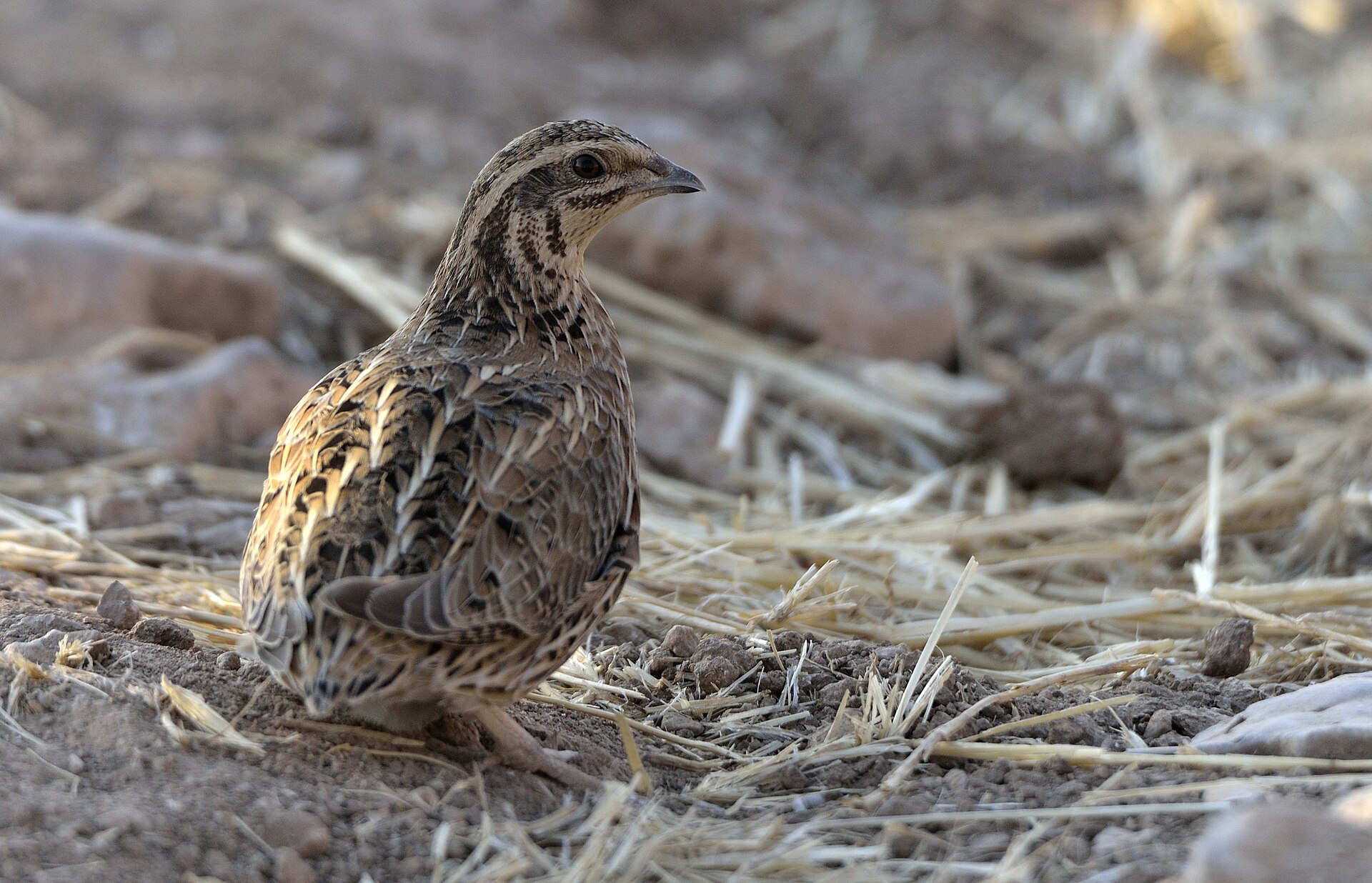 Common quail
